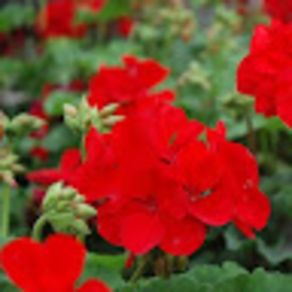 Meet your Posher, Lily nilou - Picture 1 of 1